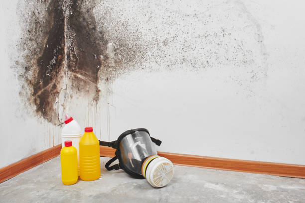 Mold Removal and Inspection in Marysville, CA