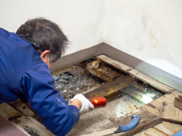 Best Toxic Mold Removal  in Marysville, CA
