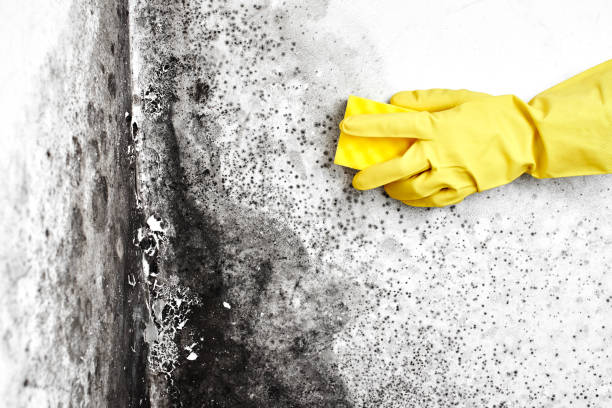 Mold Removal Process in Marysville, CA