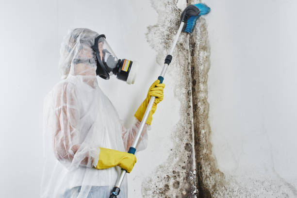 Best Same-Day Mold Removal  in Marysville, CA