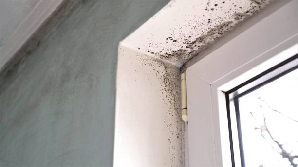 Best Mold Removal Company Near Me  in Marysville, CA