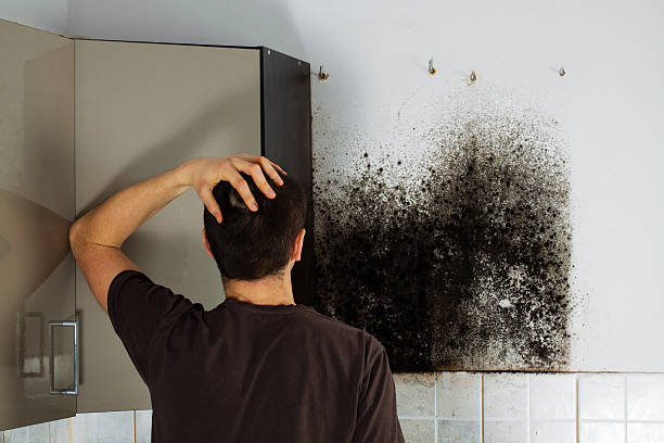 Marysville, CA Mold Removal Company