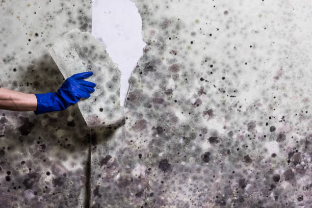 Best Home Mold Removal  in Marysville, CA