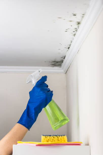 Best Certified Mold Removal  in Marysville, CA
